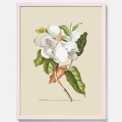 Tavla med Magnolia poster – Botanisk tavla och poster