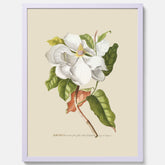 Tavla med Magnolia poster – Botanisk tavla och poster