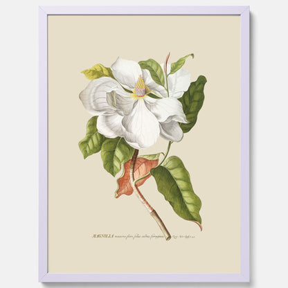 Tavla med Magnolia poster – Botanisk tavla och poster