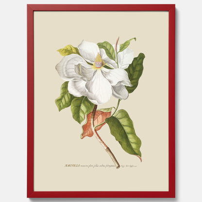 Tavla med Magnolia poster – Botanisk tavla och poster