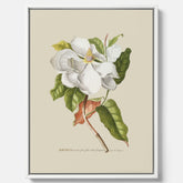 Canvastavla med Magnolia poster – Botanisk tavla och poster