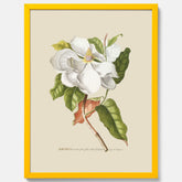Tavla med Magnolia poster – Botanisk tavla och poster