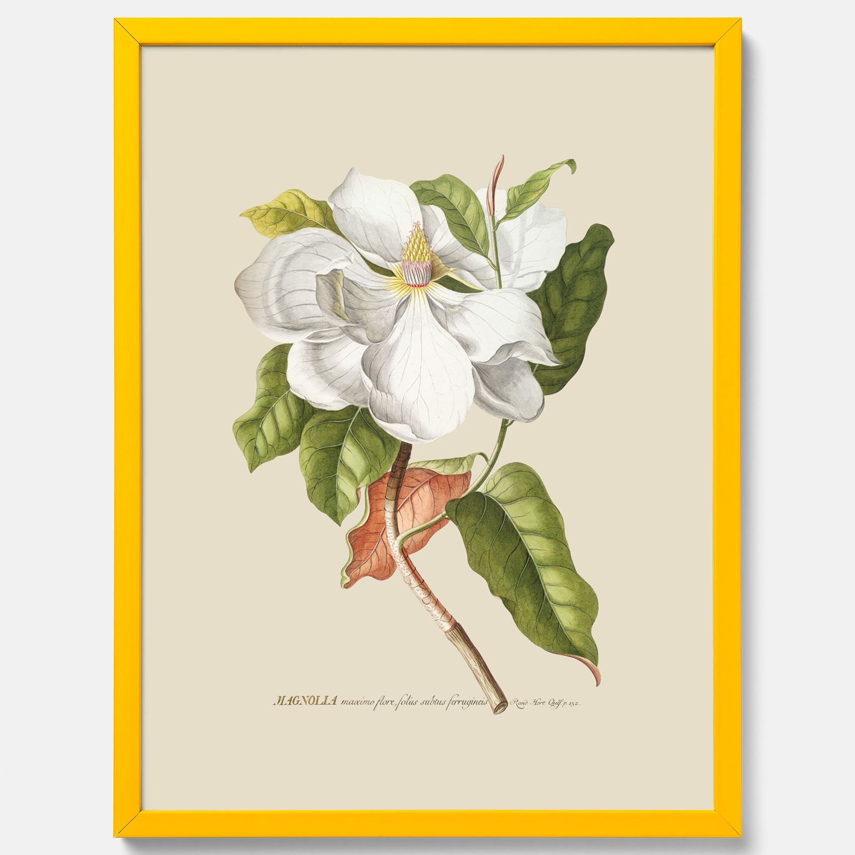 Tavla med Magnolia poster – Botanisk tavla och poster
