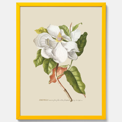 Tavla med Magnolia poster – Botanisk tavla och poster