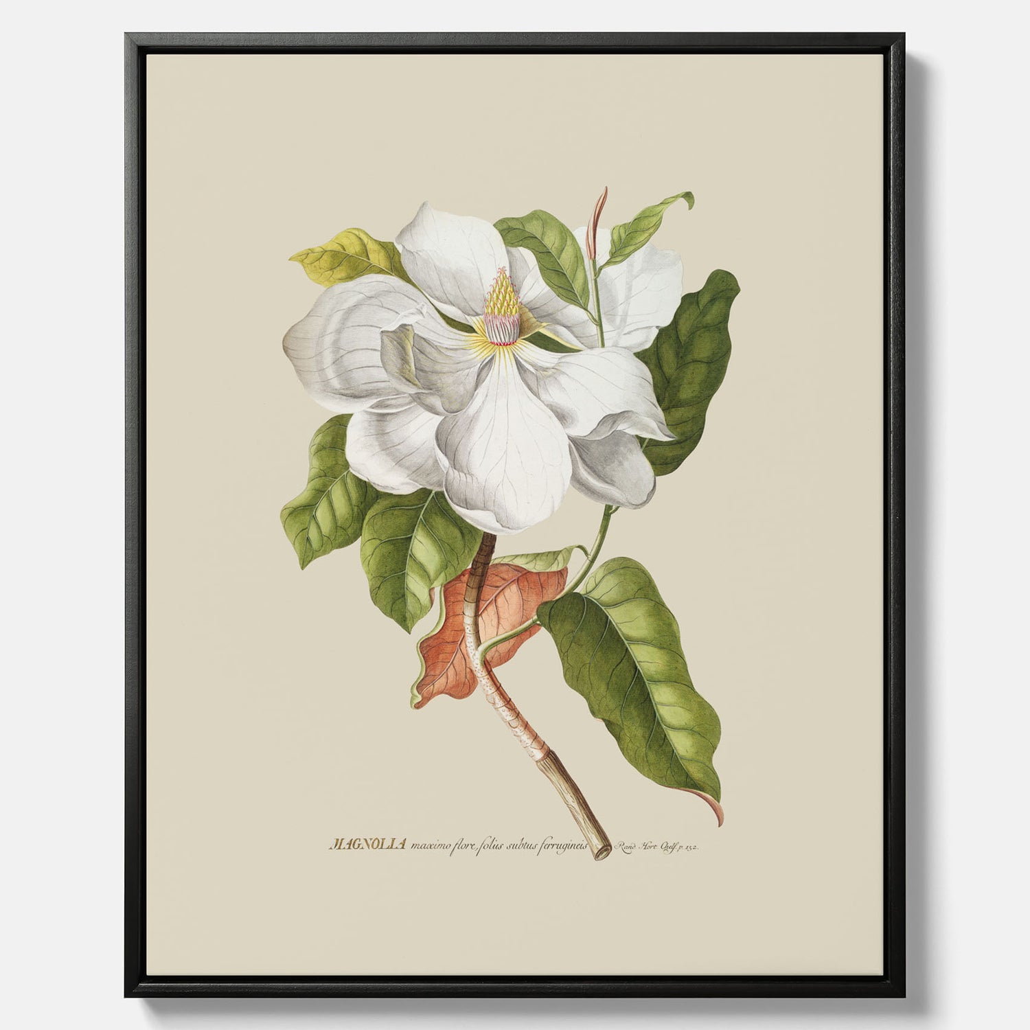 Canvastavla med Magnolia poster – Botanisk tavla och poster