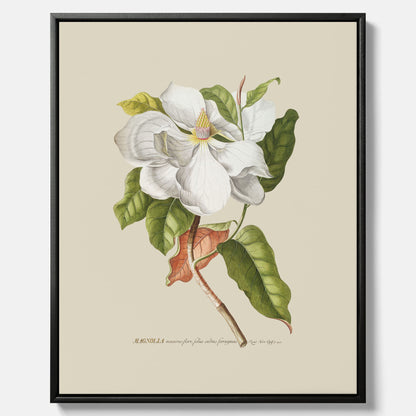 Canvastavla med Magnolia poster – Botanisk tavla och poster