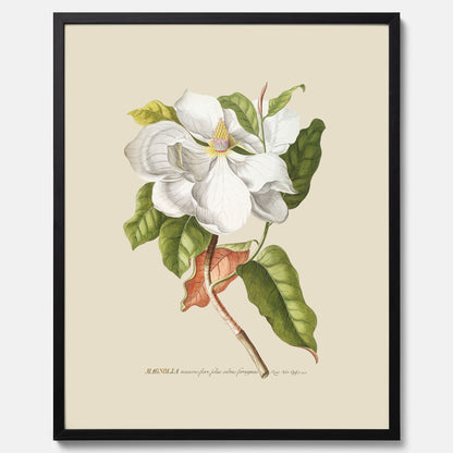 Tavla med Magnolia poster – Botanisk tavla och poster