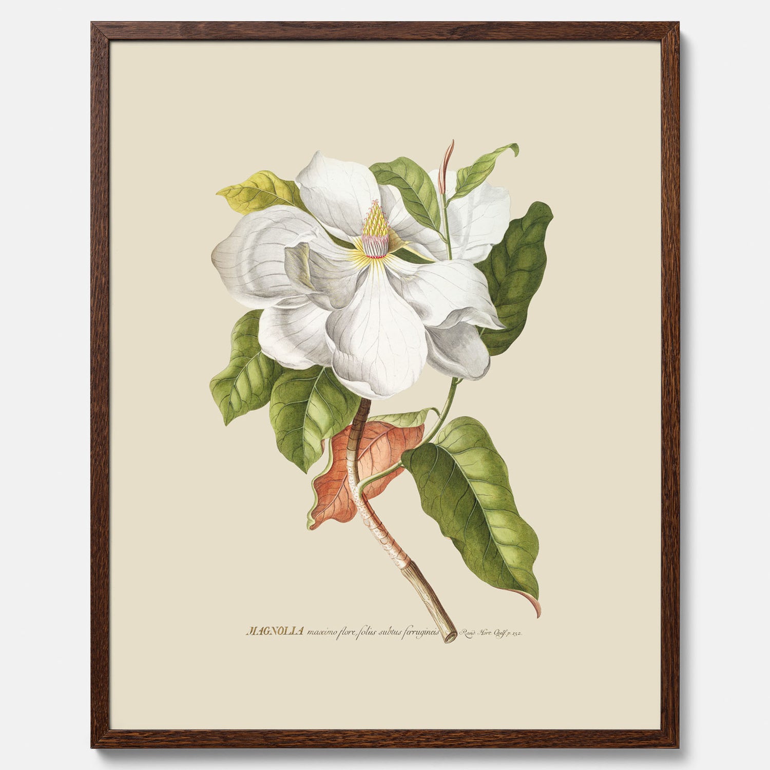 Tavla med Magnolia poster – Botanisk tavla och poster