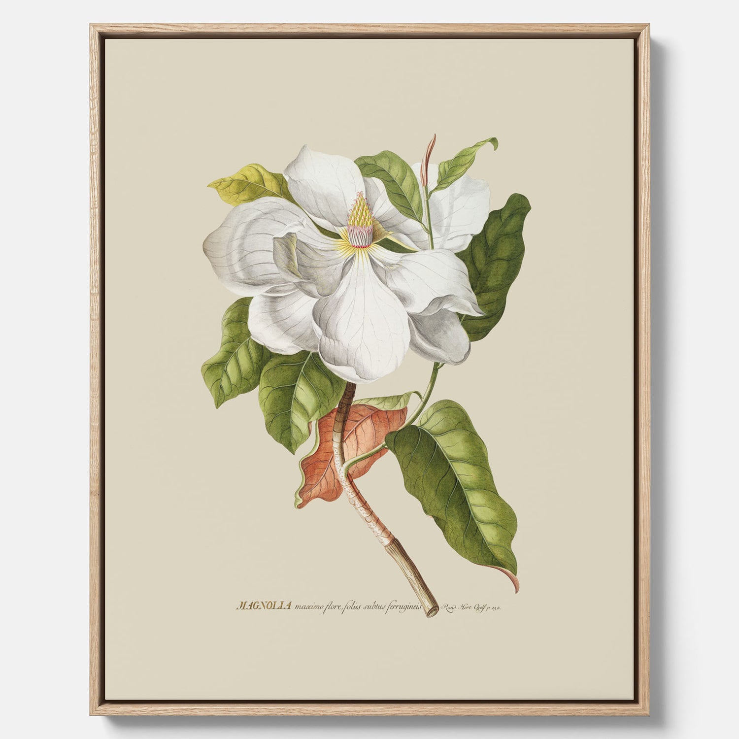Canvastavla med Magnolia poster – Botanisk tavla och poster