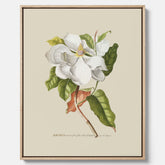 Canvastavla med Magnolia poster – Botanisk tavla och poster