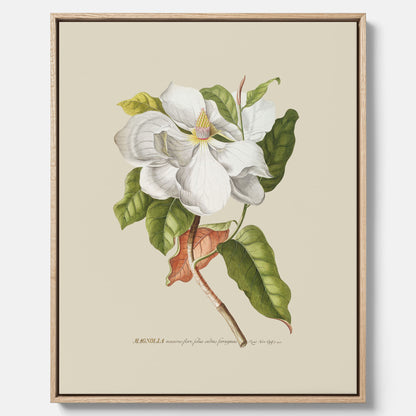 Canvastavla med Magnolia poster – Botanisk tavla och poster