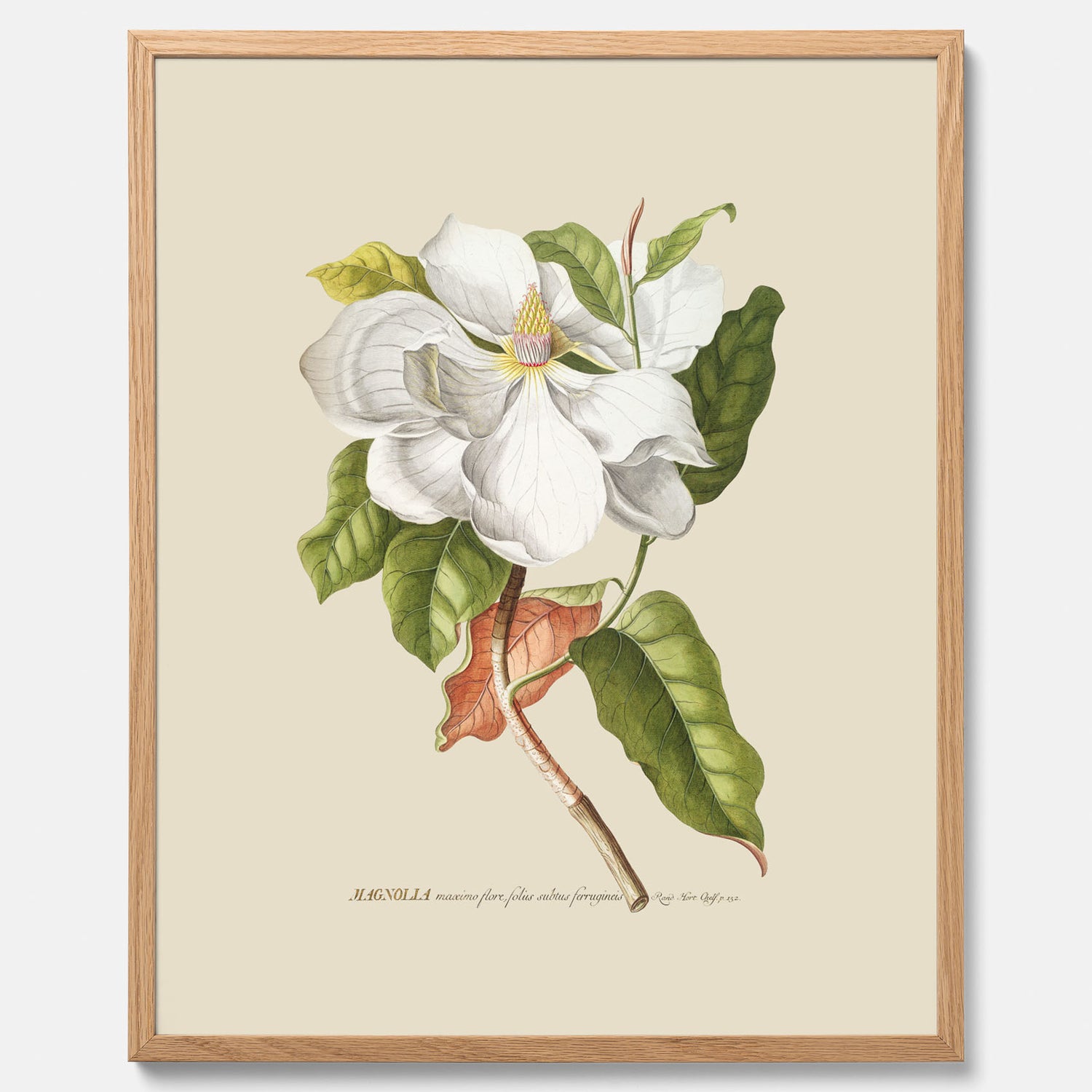 Tavla med Magnolia poster – Botanisk tavla och poster