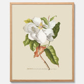 Tavla med Magnolia poster – Botanisk tavla och poster
