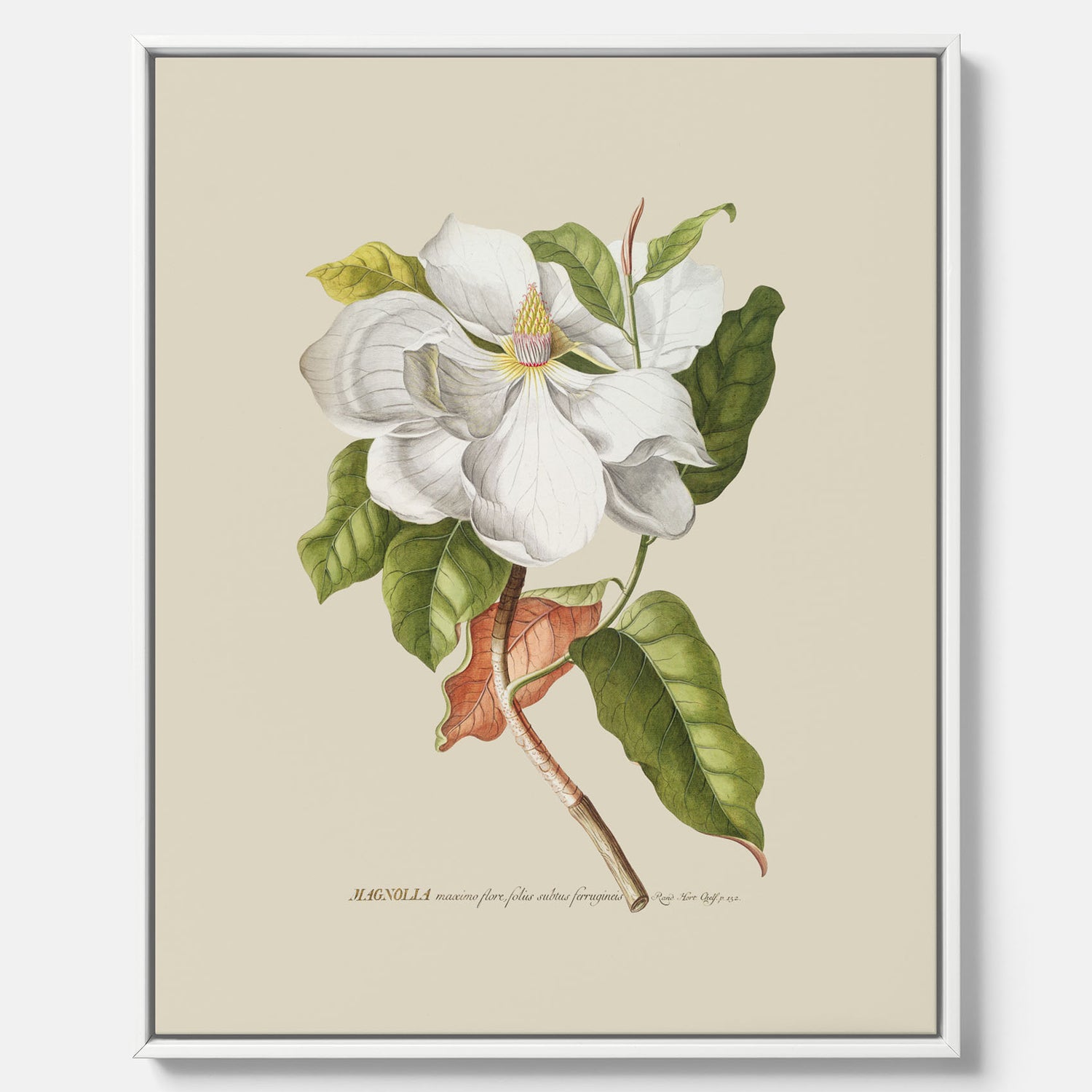 Canvastavla med Magnolia poster – Botanisk tavla och poster