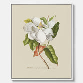 Canvastavla med Magnolia poster – Botanisk tavla och poster