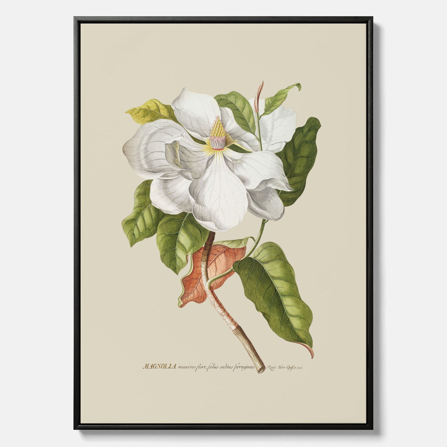 Canvastavla med Magnolia poster – Botanisk tavla och poster