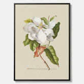 Canvastavla med Magnolia poster – Botanisk tavla och poster