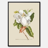 Tavla med Magnolia poster – Botanisk tavla och poster