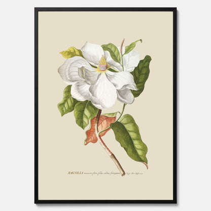 Tavla med Magnolia poster – Botanisk tavla och poster