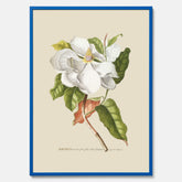 Tavla med Magnolia poster – Botanisk tavla och poster