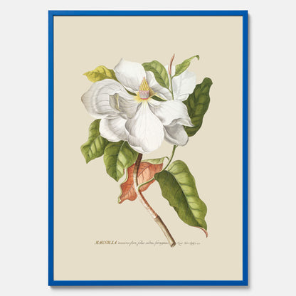 Tavla med Magnolia poster – Botanisk tavla och poster