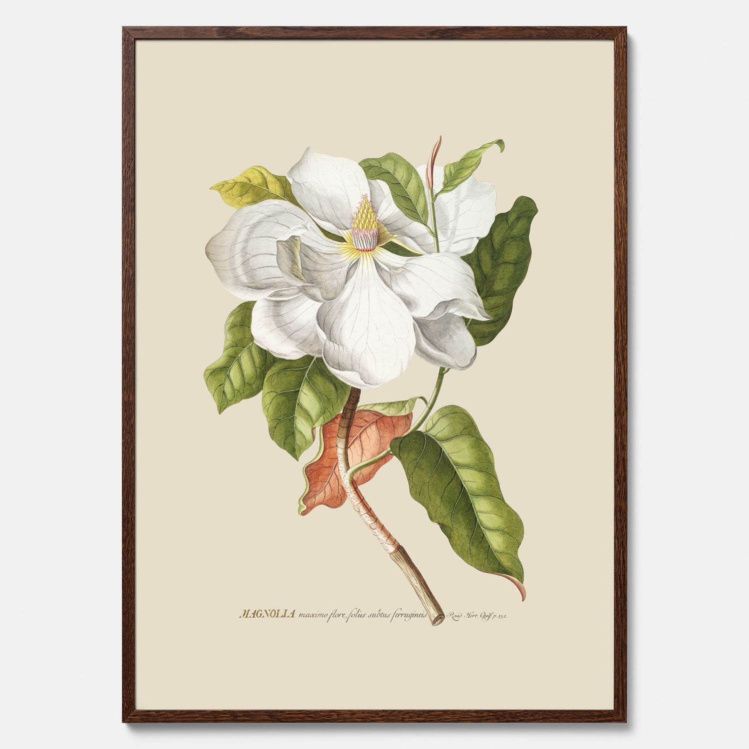 Tavla med Magnolia poster – Botanisk tavla och poster