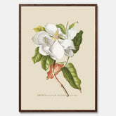 Tavla med Magnolia poster – Botanisk tavla och poster