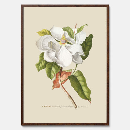 Tavla med Magnolia poster – Botanisk tavla och poster