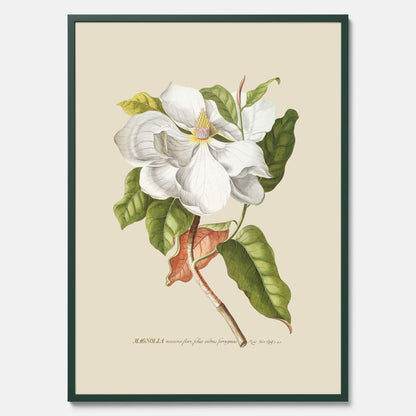 Tavla med Magnolia poster – Botanisk tavla och poster