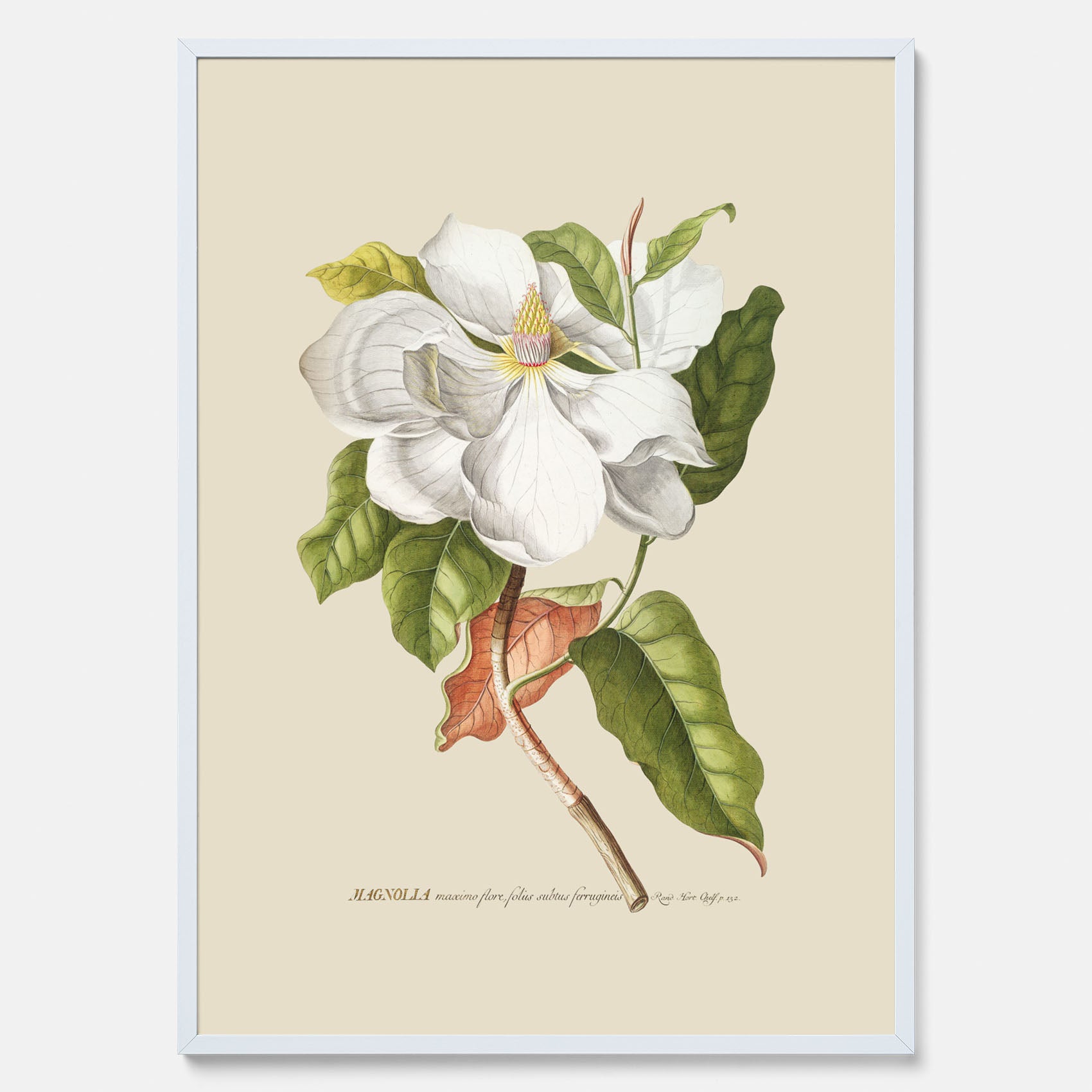 Tavla med Magnolia poster – Botanisk tavla och poster