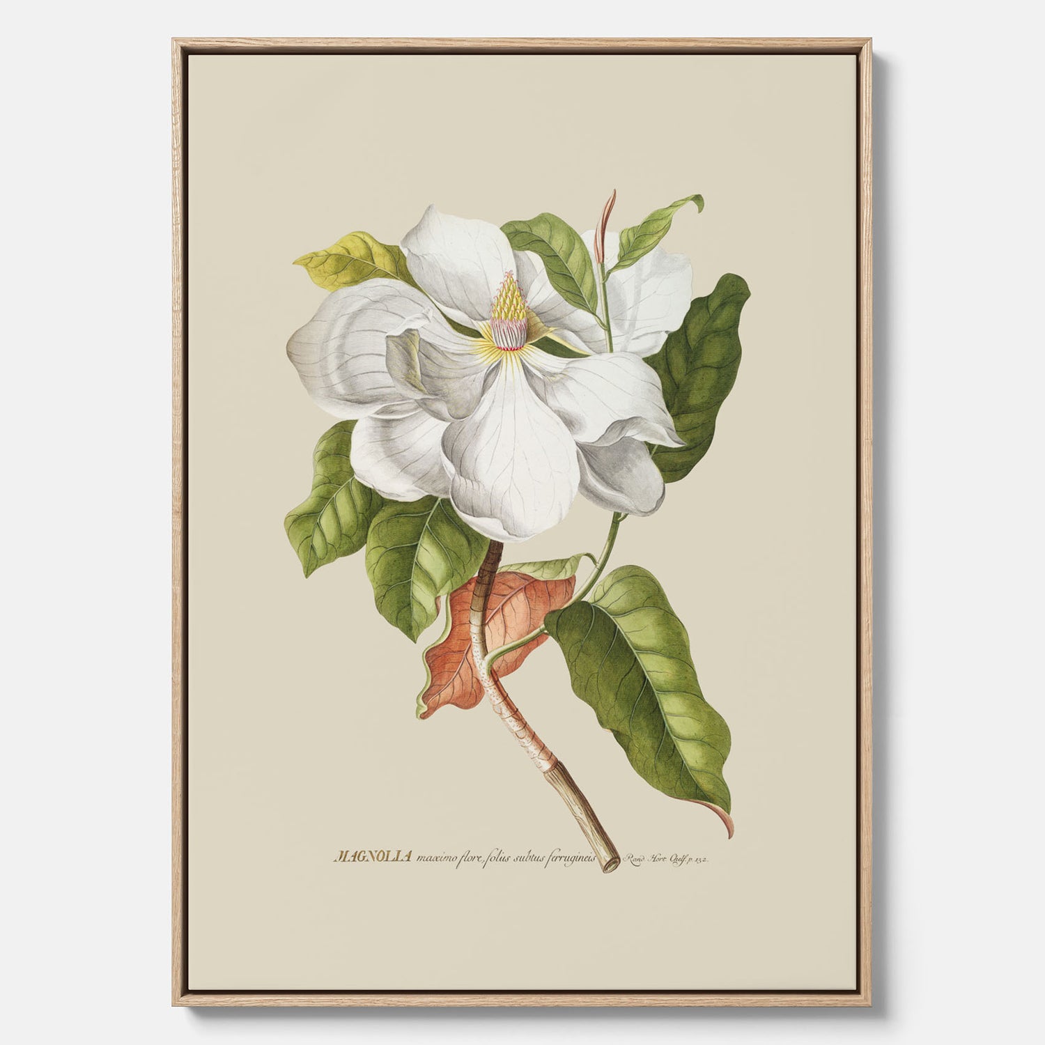 Canvastavla med Magnolia poster – Botanisk tavla och poster