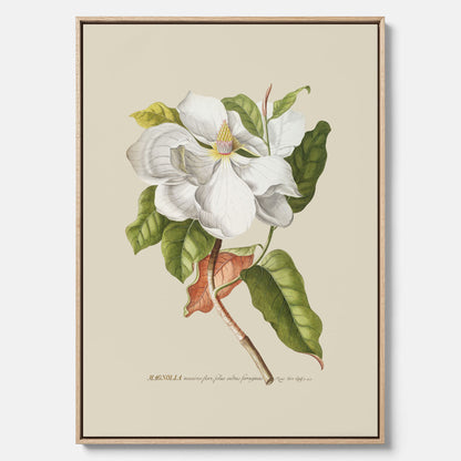Canvastavla med Magnolia poster – Botanisk tavla och poster