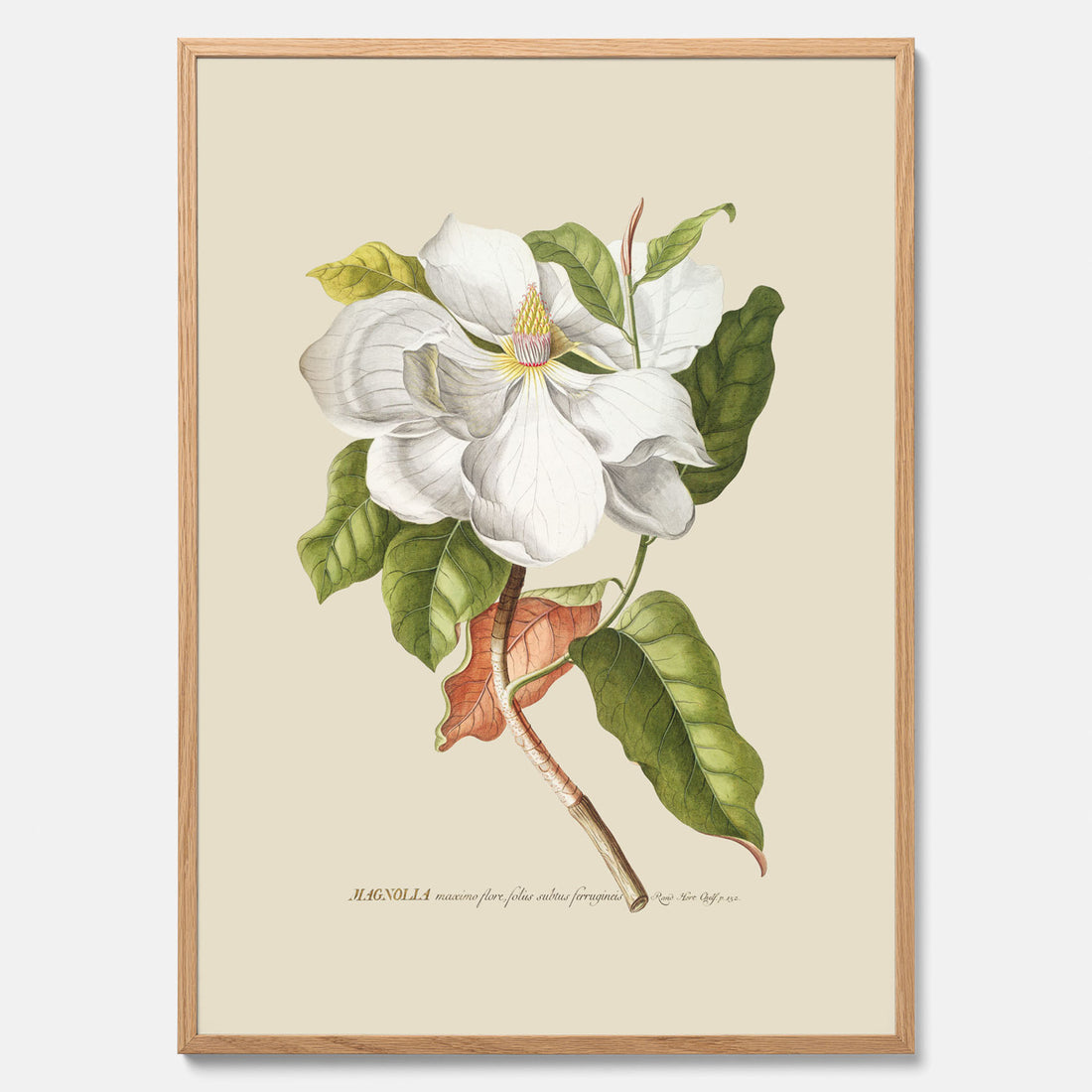Tavla med Magnolia poster – Botanisk tavla och poster