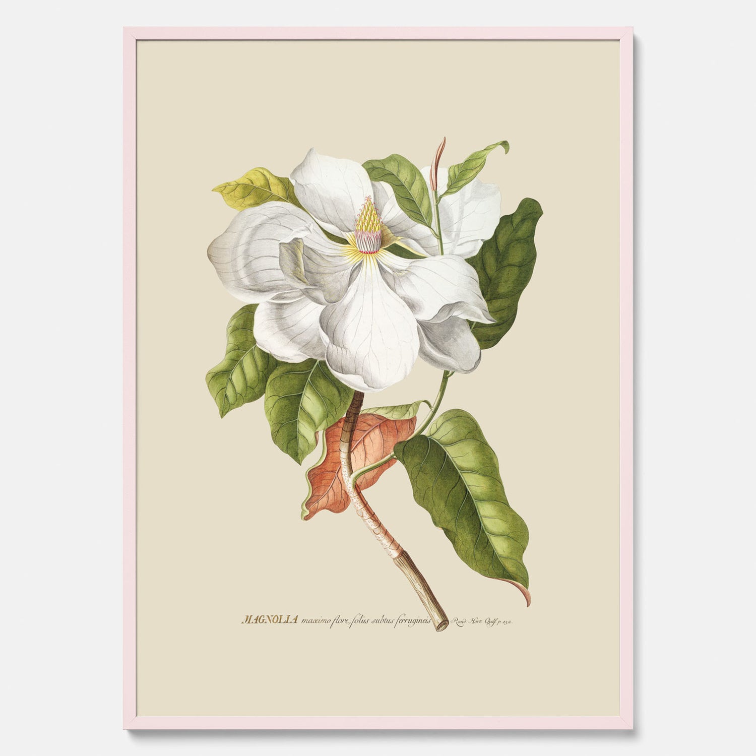 Tavla med Magnolia poster – Botanisk tavla och poster