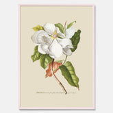 Tavla med Magnolia poster – Botanisk tavla och poster