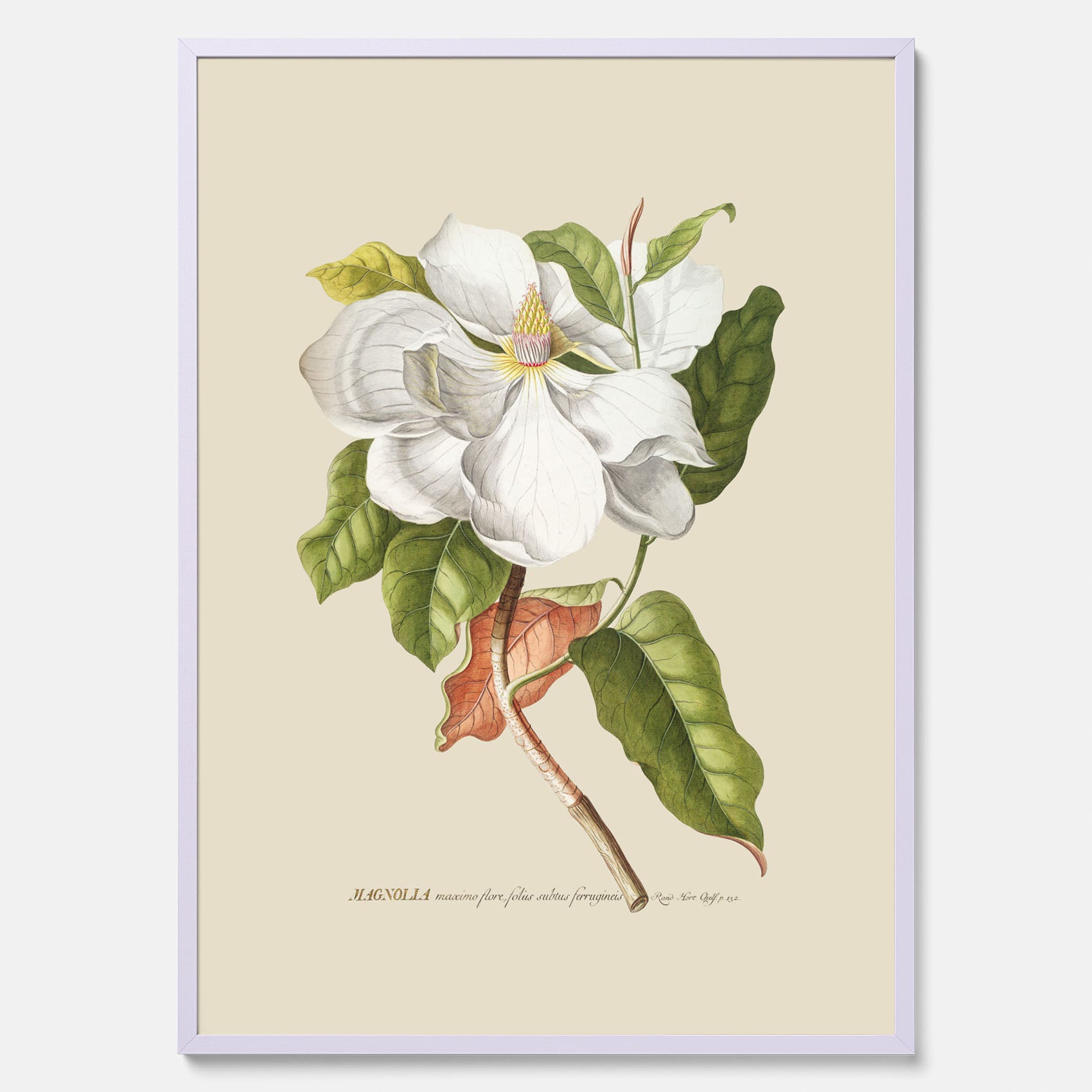 Tavla med Magnolia poster – Botanisk tavla och poster