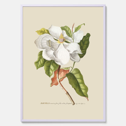 Tavla med Magnolia poster – Botanisk tavla och poster