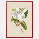 Tavla med Magnolia poster – Botanisk tavla och poster