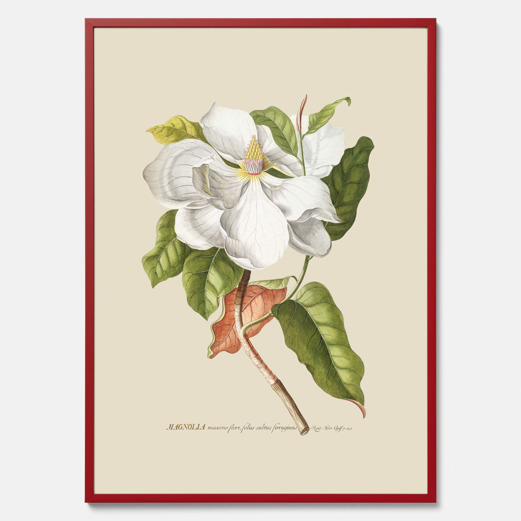 Tavla med Magnolia poster – Botanisk tavla och poster