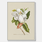 Canvastavla med Magnolia poster – Botanisk tavla och poster