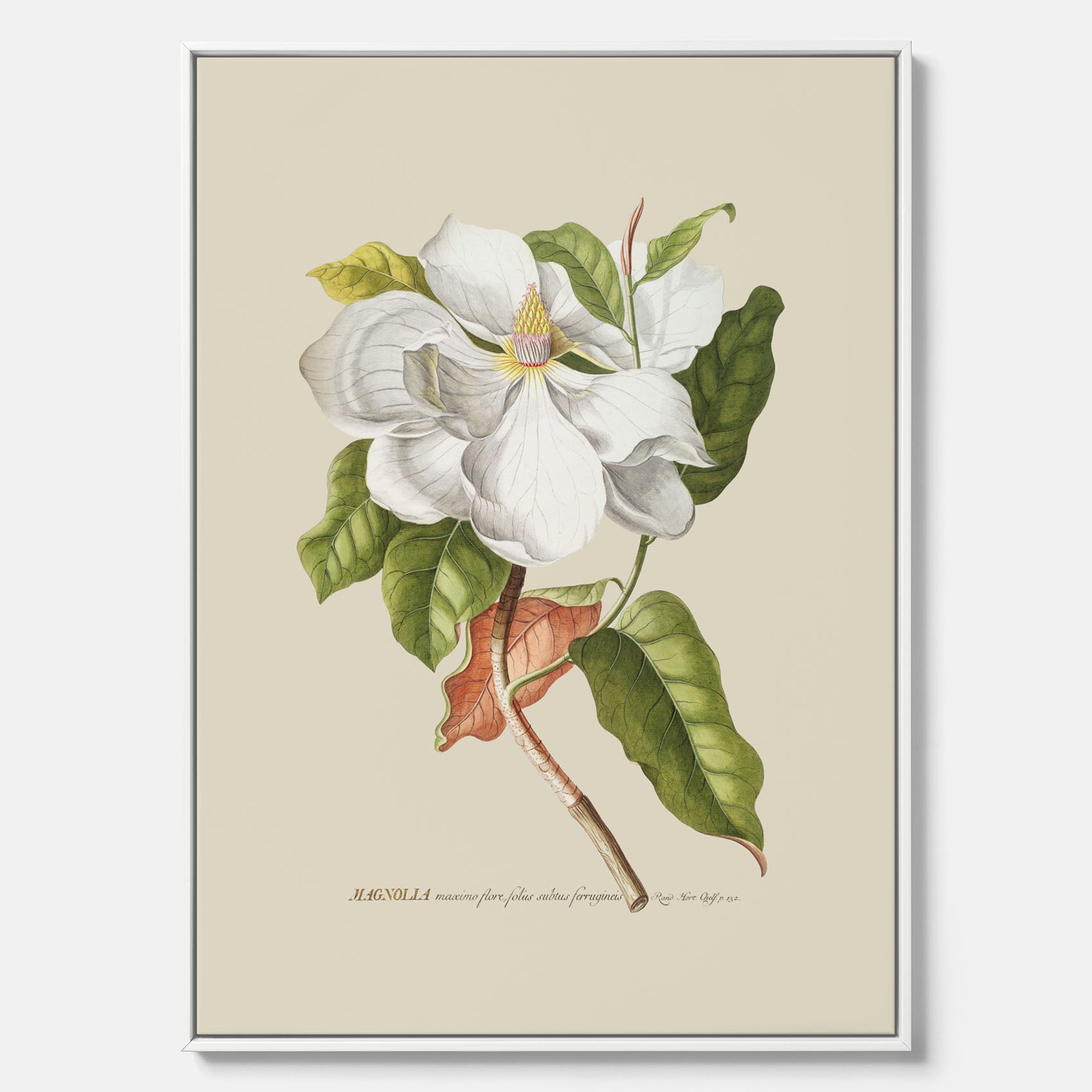 Canvastavla med Magnolia poster – Botanisk tavla och poster