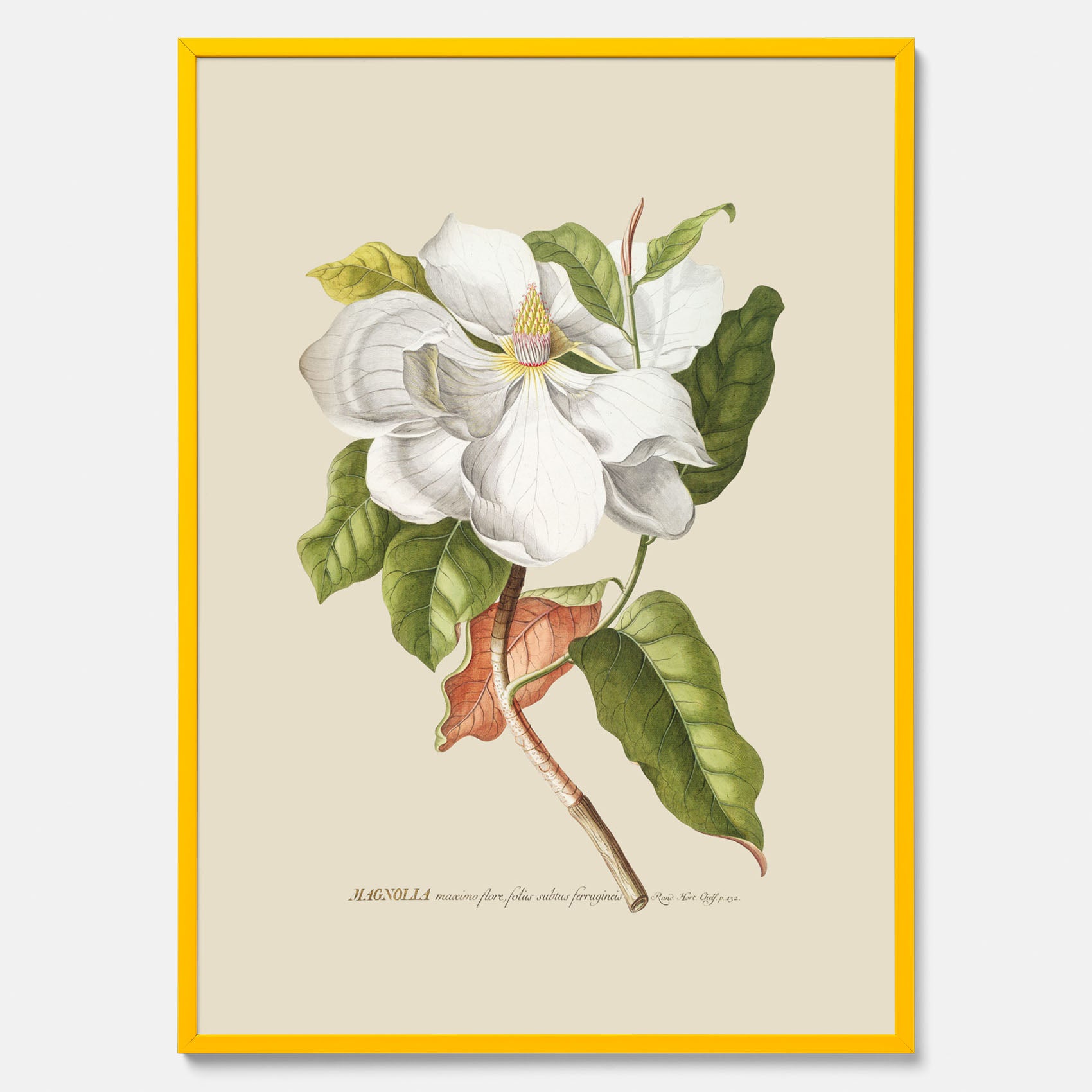 Tavla med Magnolia poster – Botanisk tavla och poster
