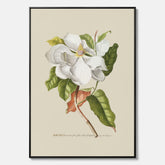Canvastavla med Magnolia poster – Botanisk tavla och poster