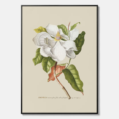 Canvastavla med Magnolia poster – Botanisk tavla och poster