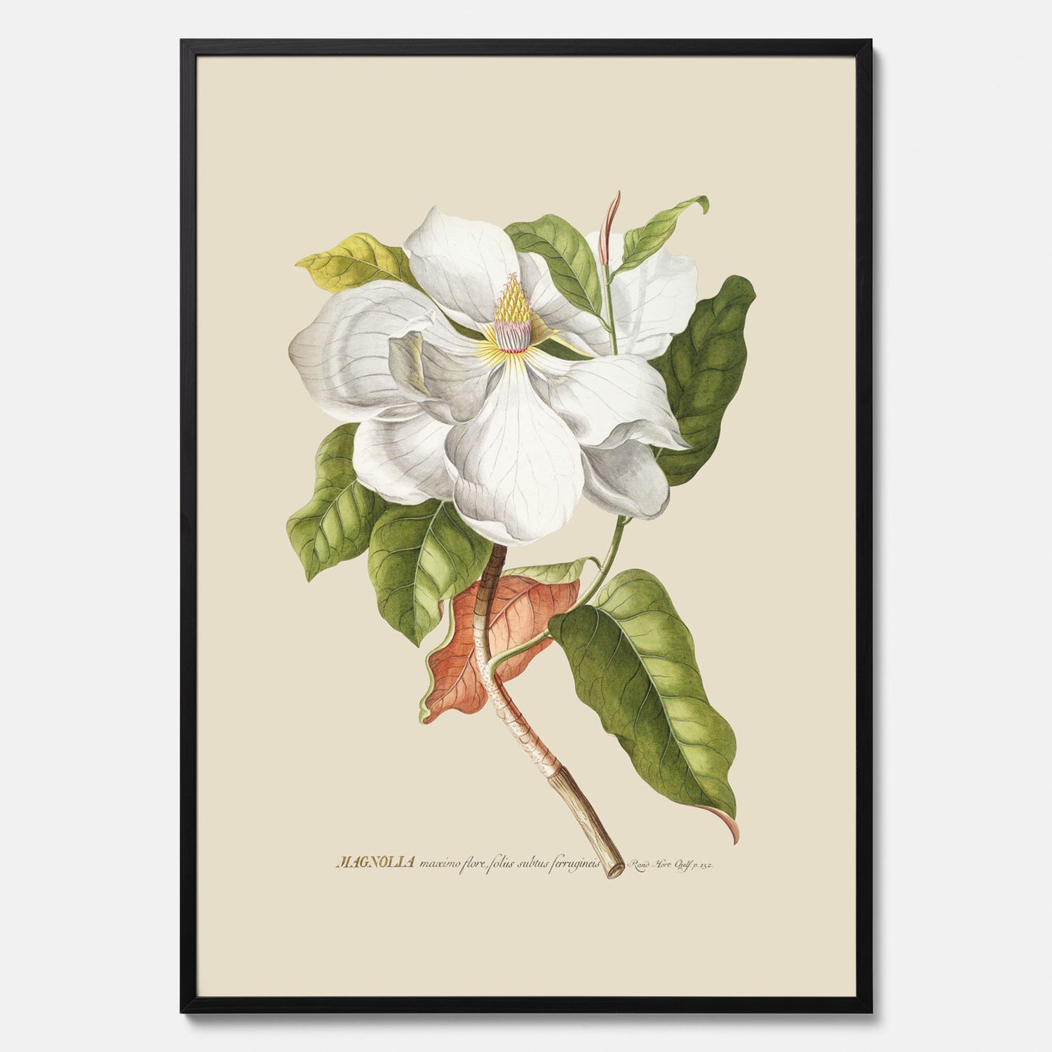 Tavla med Magnolia poster – Botanisk tavla och poster