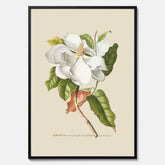 Tavla med Magnolia poster – Botanisk tavla och poster