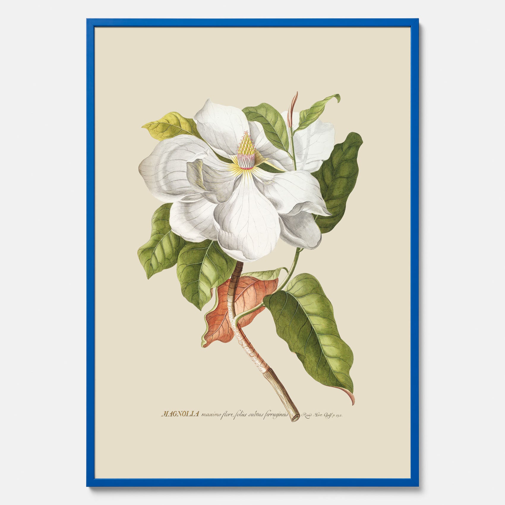 Tavla med Magnolia poster – Botanisk tavla och poster