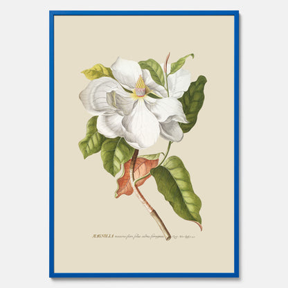 Tavla med Magnolia poster – Botanisk tavla och poster