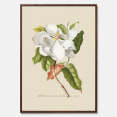Tavla med Magnolia poster – Botanisk tavla och poster