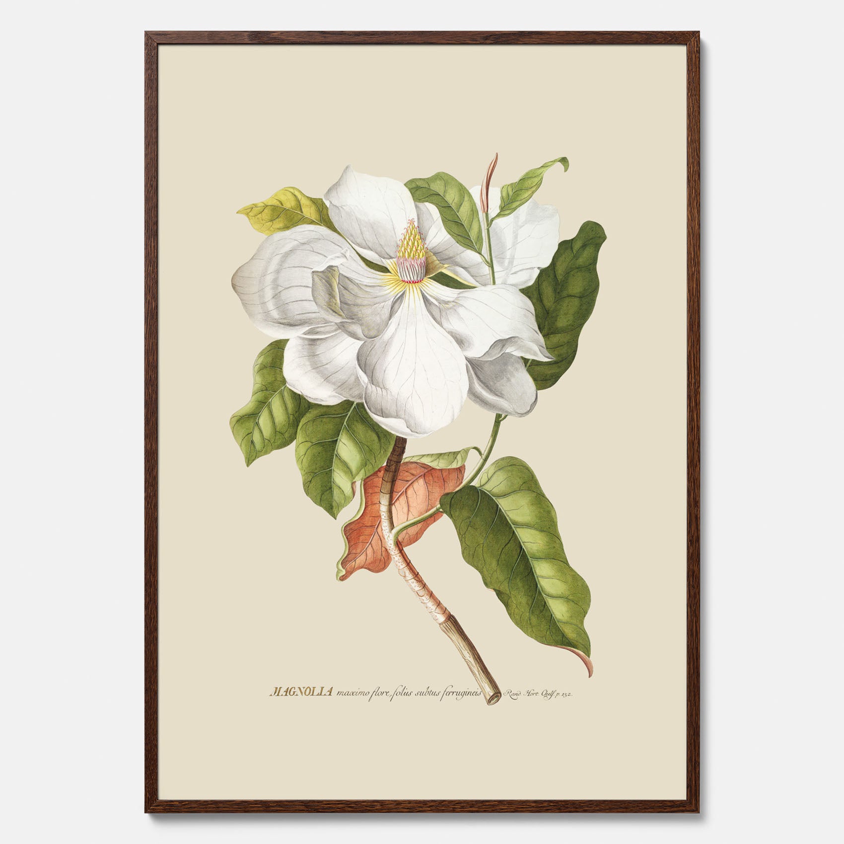Tavla med Magnolia poster – Botanisk tavla och poster